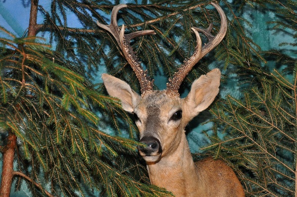 Pferd u Jagd   039.jpg